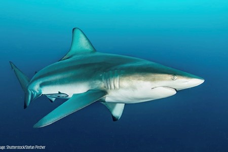 Shutterstock Stefan Pircher Blacktip Shark