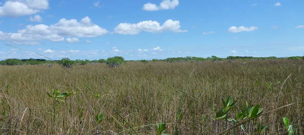 Mangrove Sawgrass Everglades Banner