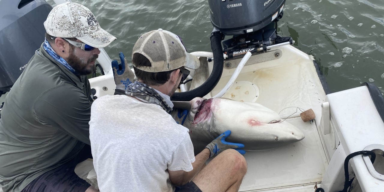 Barry And Cheston Freeing Shark