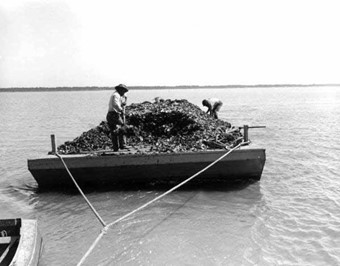 Planting cultch in Apalachicola Bay, 1957 (Florida Memory)