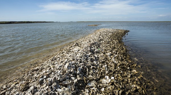 Oystershells From The Nature Conservacy