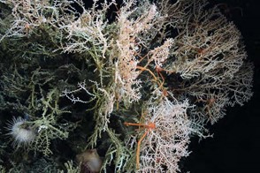 Fragile Madrepora stony corals and squat lobsters at more than 1000 m depth in the northern Gulf of Mexico. Credit Lophelia II: BOEM/NOAA-OER