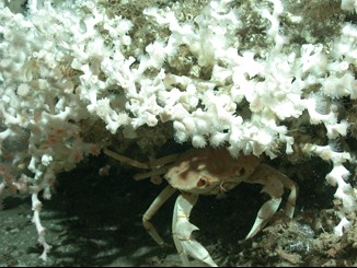A golden crab (Chaceon fenneri) shelters under a colony of Lophelia stony coral on the west Florida slope. Credit: BOEM/USGS 2010.