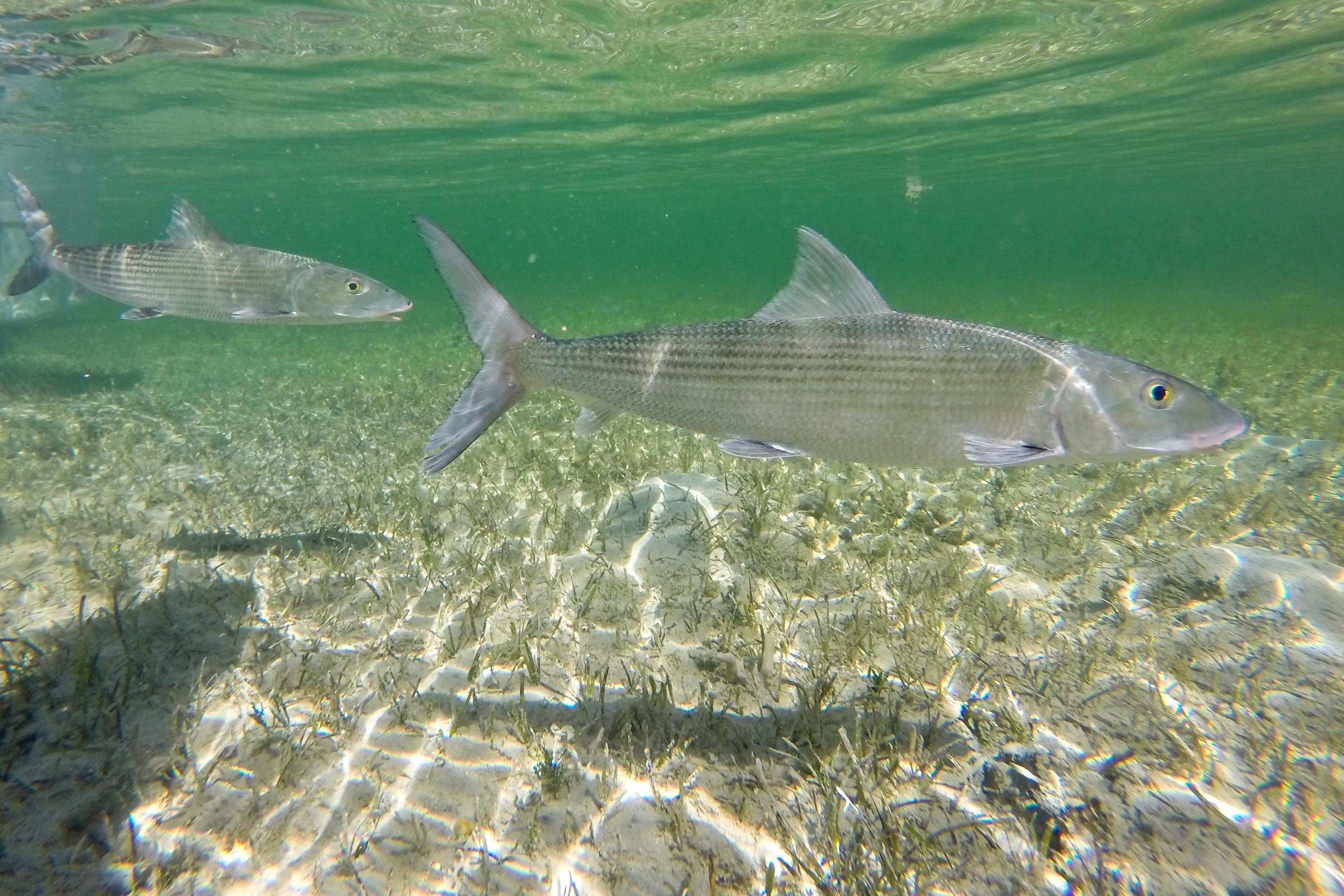 Bonefish Aadams 0282