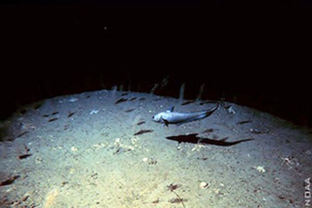 Deep Sea NOAA