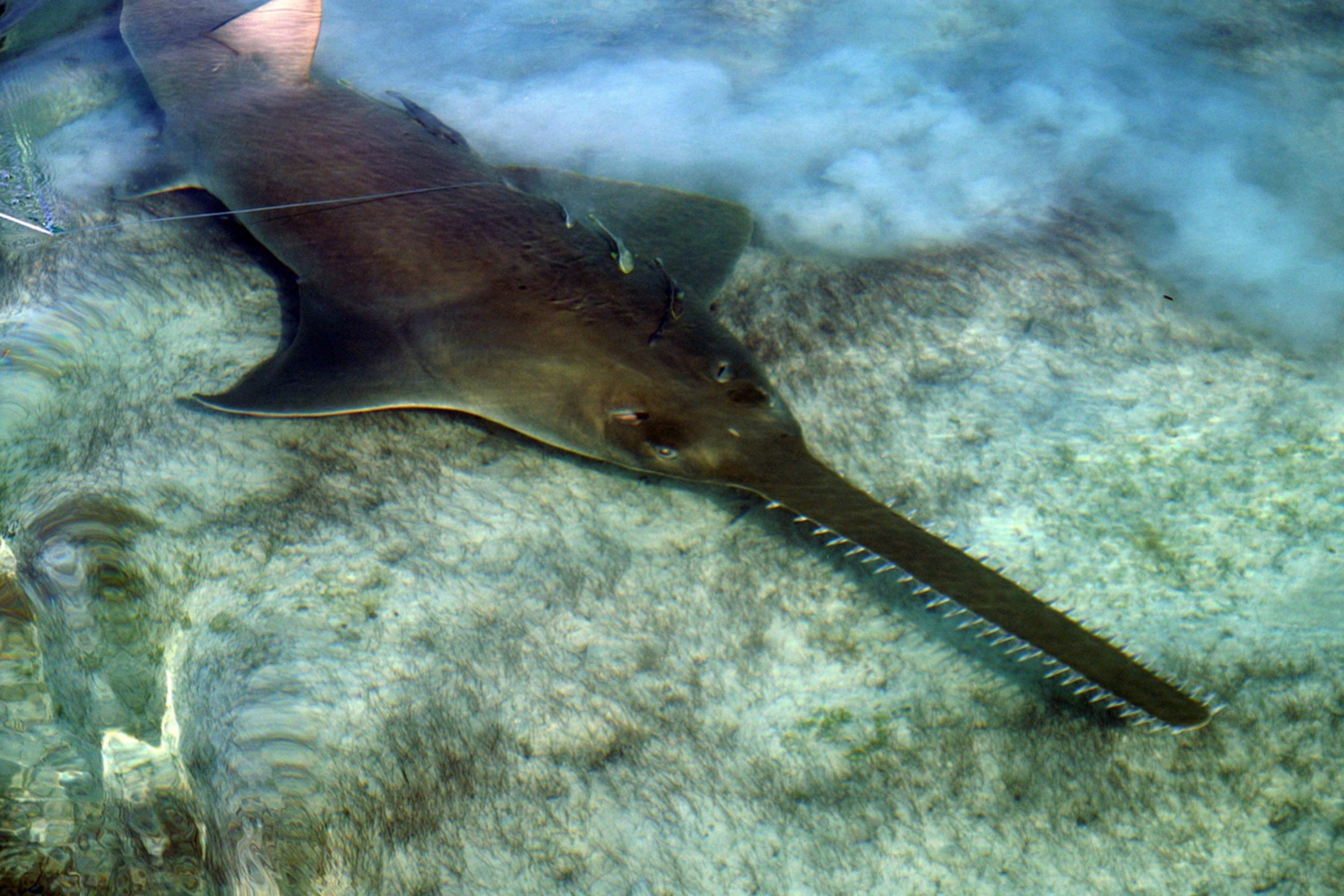 Smalltooth Sawfish (1)