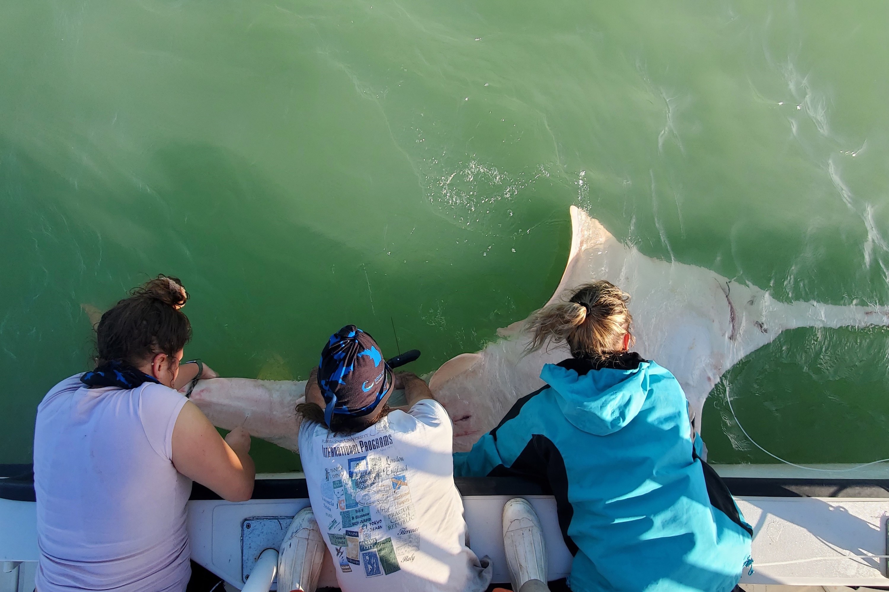 3X2sawfish ENP March 2021 Palmrose Grubbs Dawdy Cropped