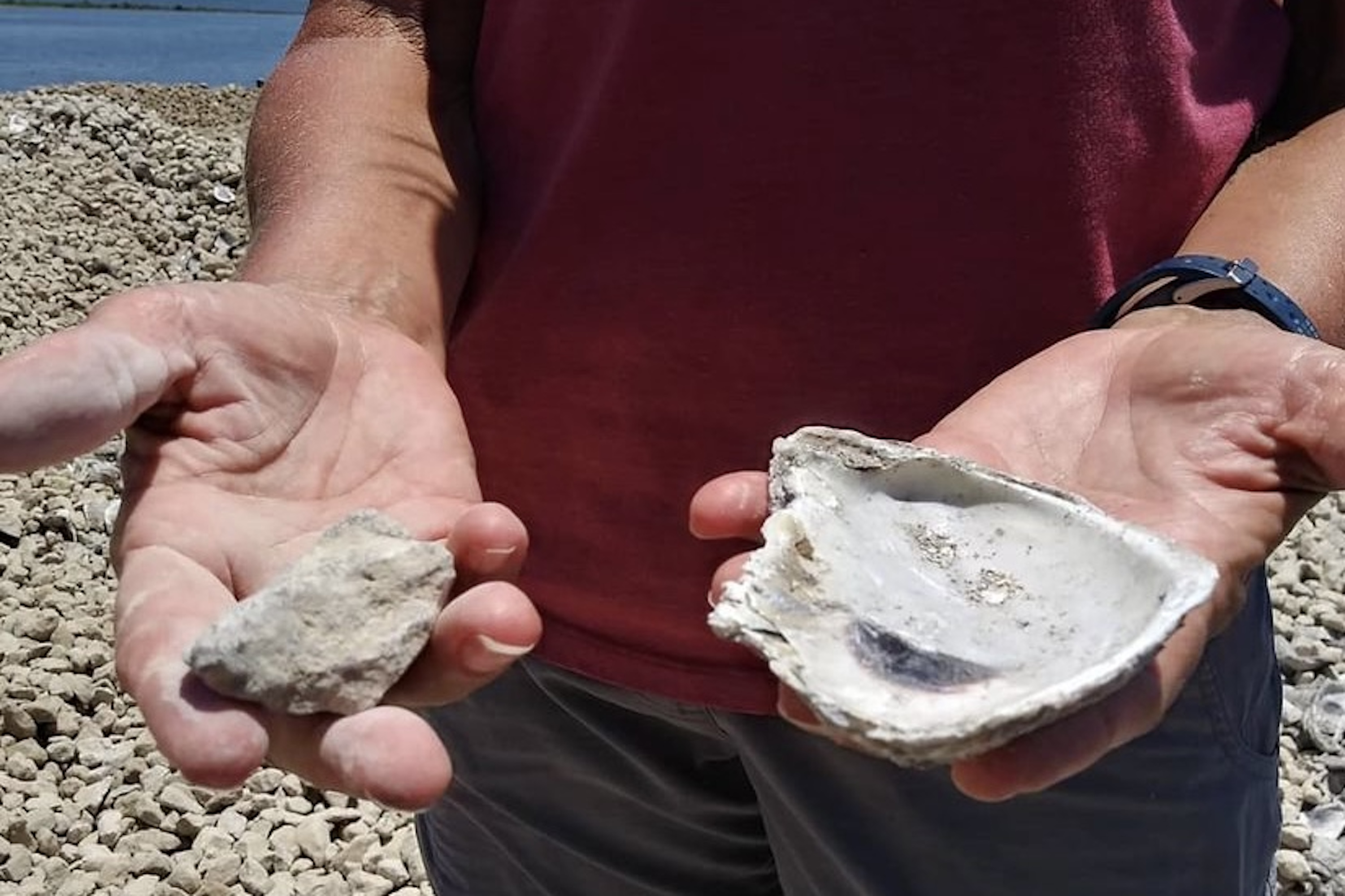 Sandra Limerock And Oyster Shell 3 X 2