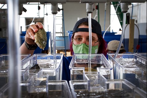 Shannon placing oysters into individual spawning tanks