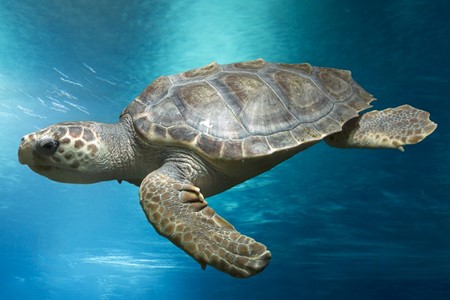 Loggerhead Sea Turtle 3 X 2