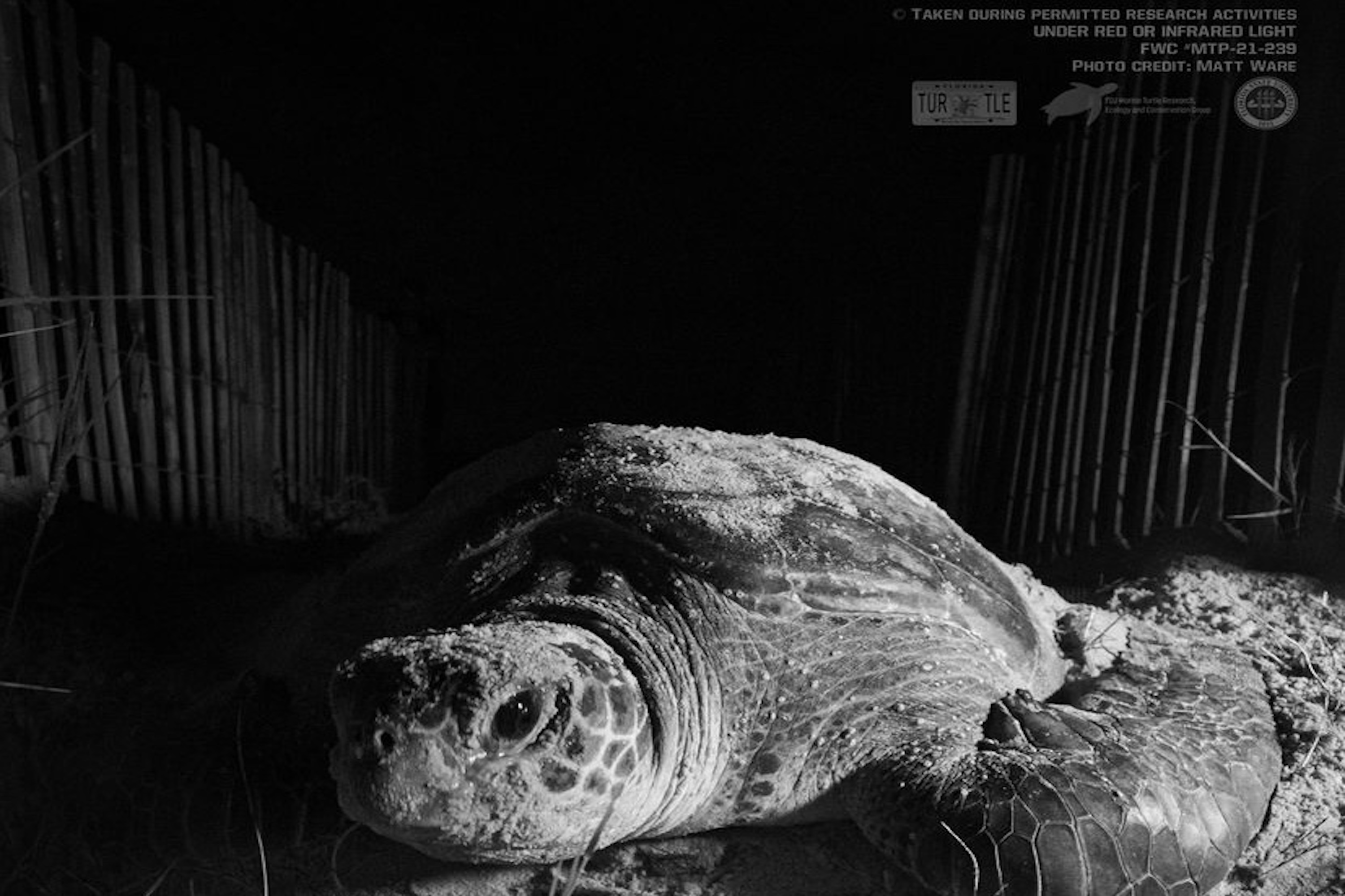 Sea Turtle Nesting 3X2