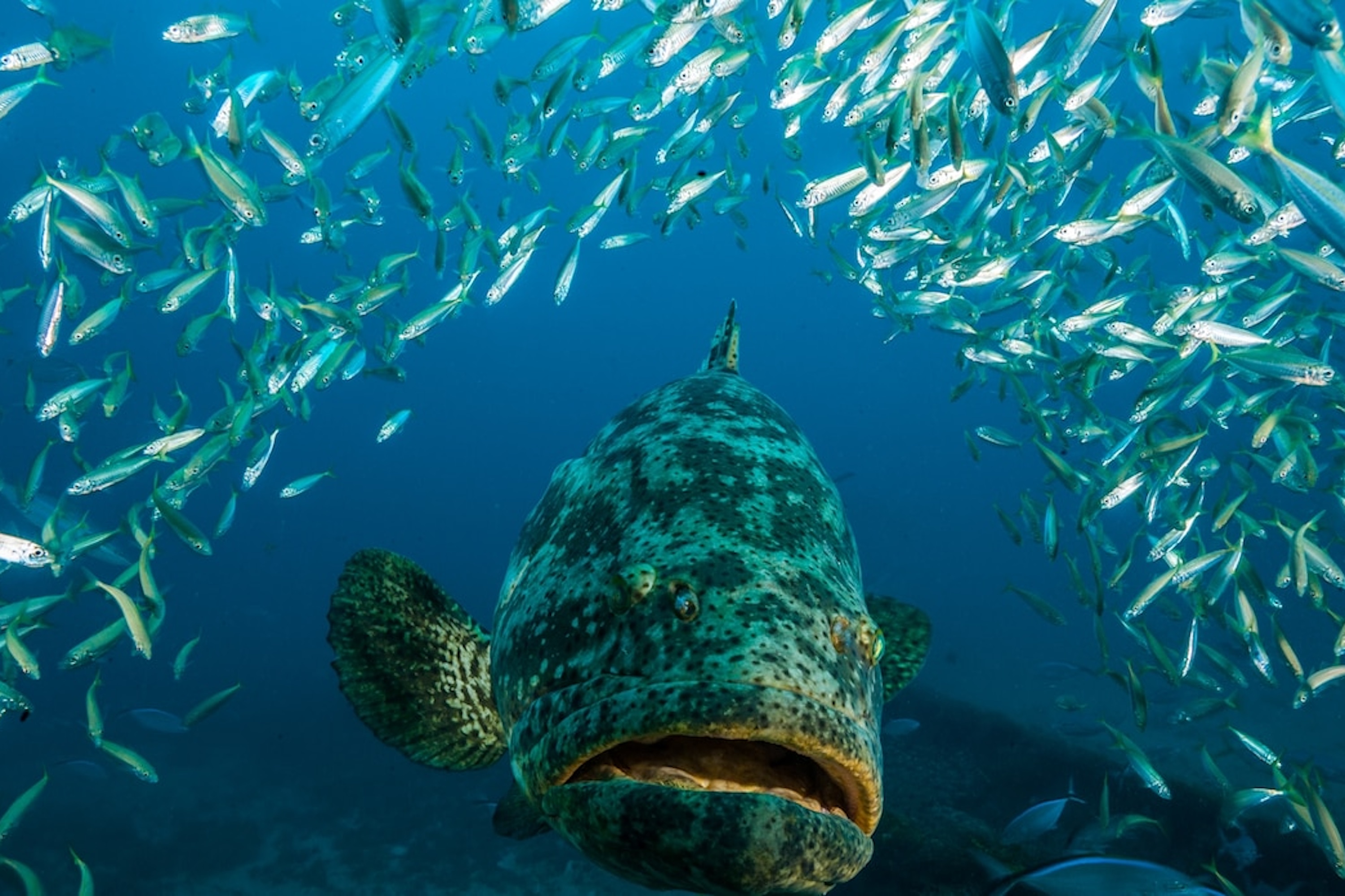 Nationalgeographic 1967796 16X9 (1)