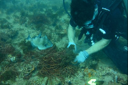 Kevin diving offshore of FSUCML