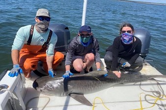 Aaron (middle) helps the Grubbs lab with their shark surveys.