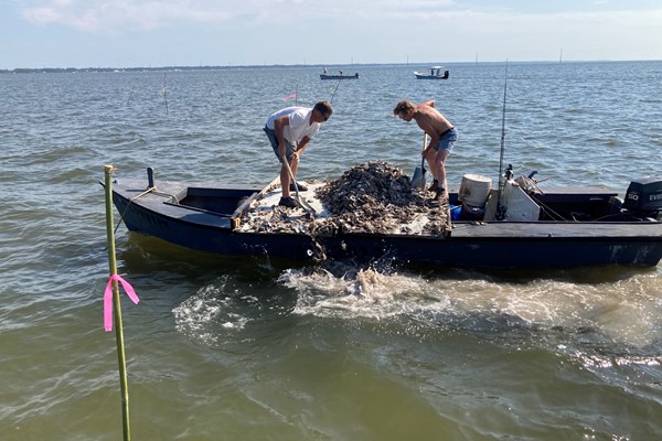 Shoveling Shell Off Boat 3 Jenny Bueno Copy