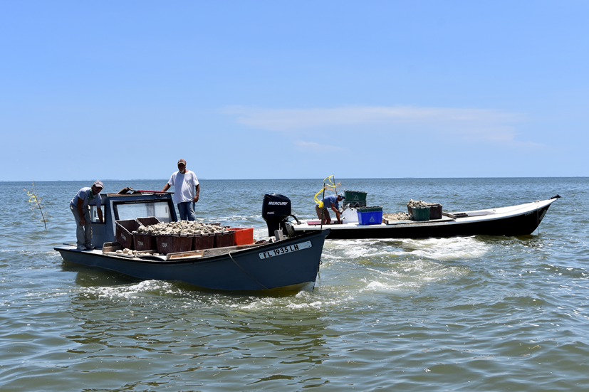 Oystermen help deploy oyster shell on ABSI's oyster reef restoration experiments . Credit: Maddie Mahood, FSU