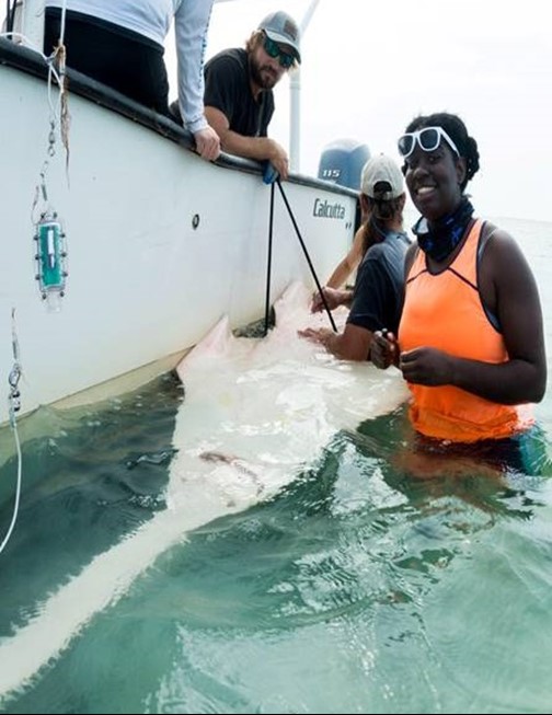 Jasmin Graham with smalltooth sawfish (Pristis pectinata). A major threat to the endangered sawfish is bycatch mortality in commercial fisheries. Photo credit: Andrea Kroetz, NOAA Fisheries