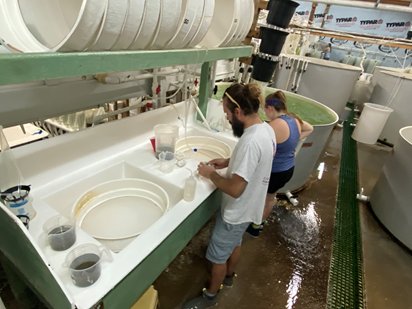 Michael Congrove and Gretchen Davis prepare larvae to be set