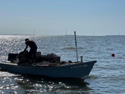An oysterman carefully dumps concrete pieces onto one of the offshore restoration experiment sites. The green site, marked out by a 16-foot PVC pole has 12 inches of concrete pieces and 3 inches of shell on top. Photo Credit: Rand Romas
