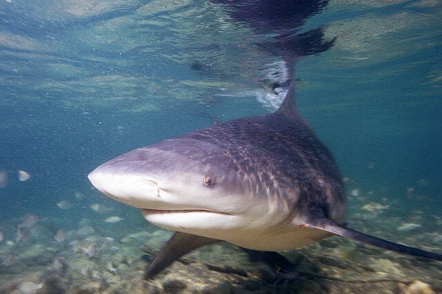 Bull Shark