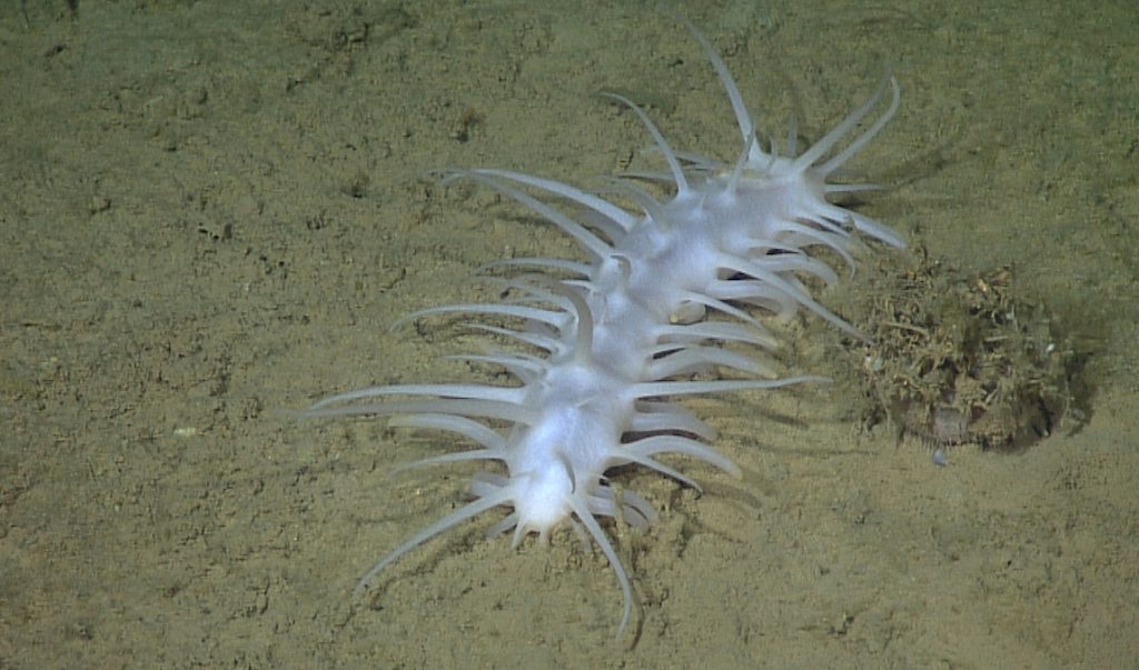 Oneirophanta Mutabilis Complex And Cystechinus Loveni D231 01 1150 1024X603