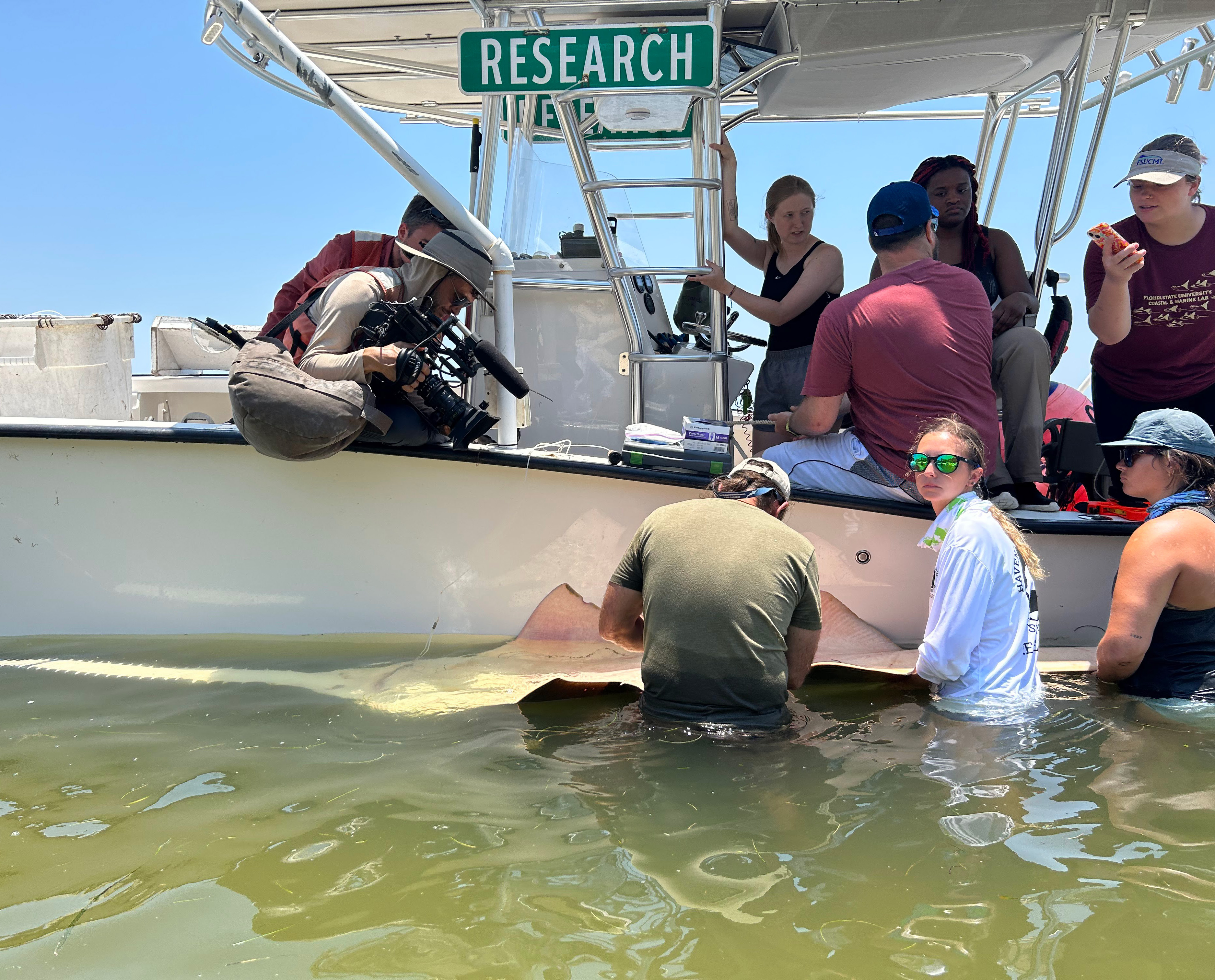 Small Tooth Sawfish 1
