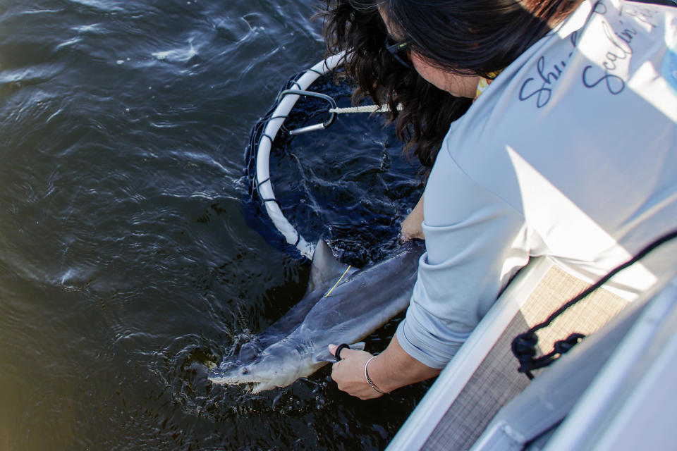 Crystal River Bull Sharks