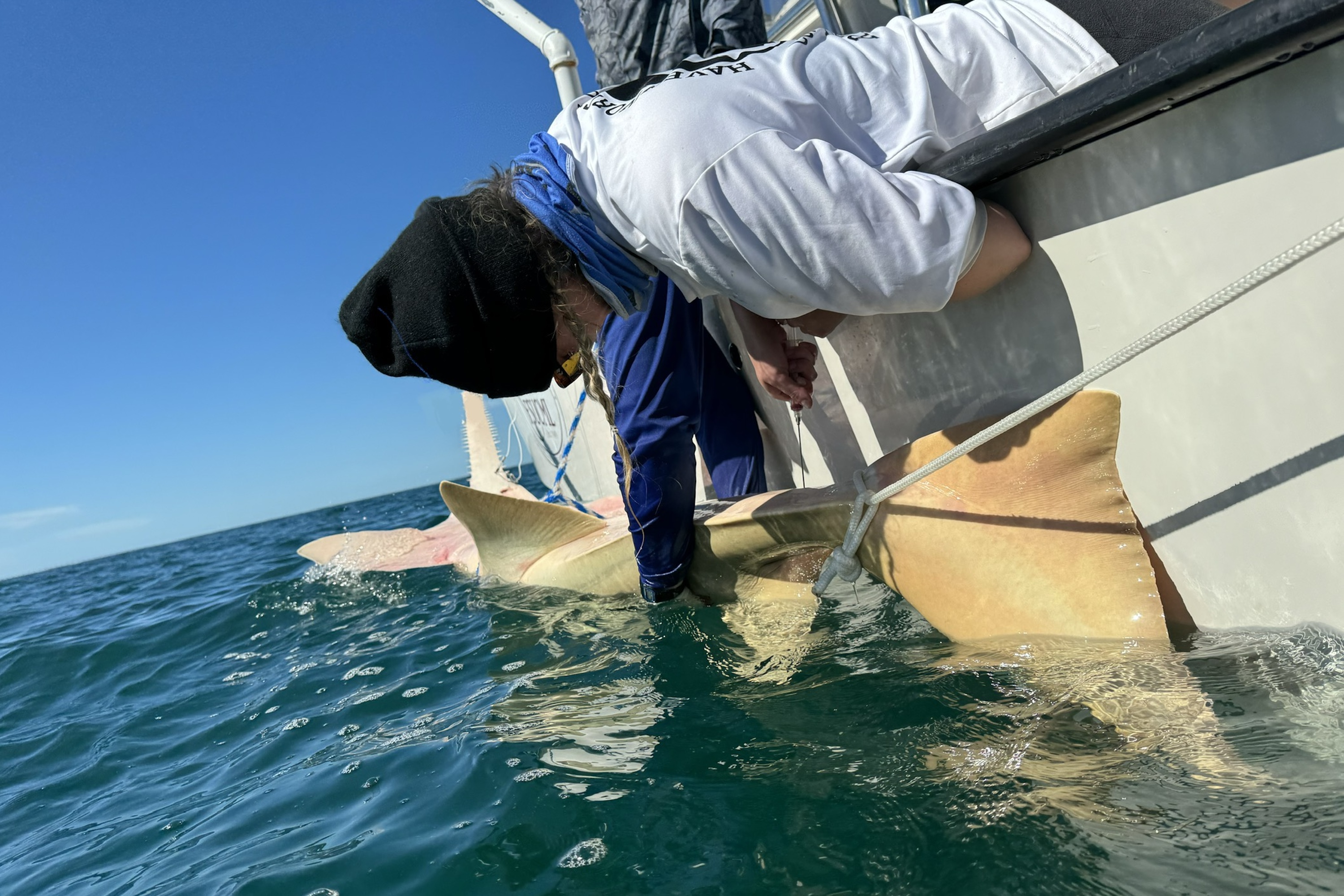 Tagging Sawfish 3X2