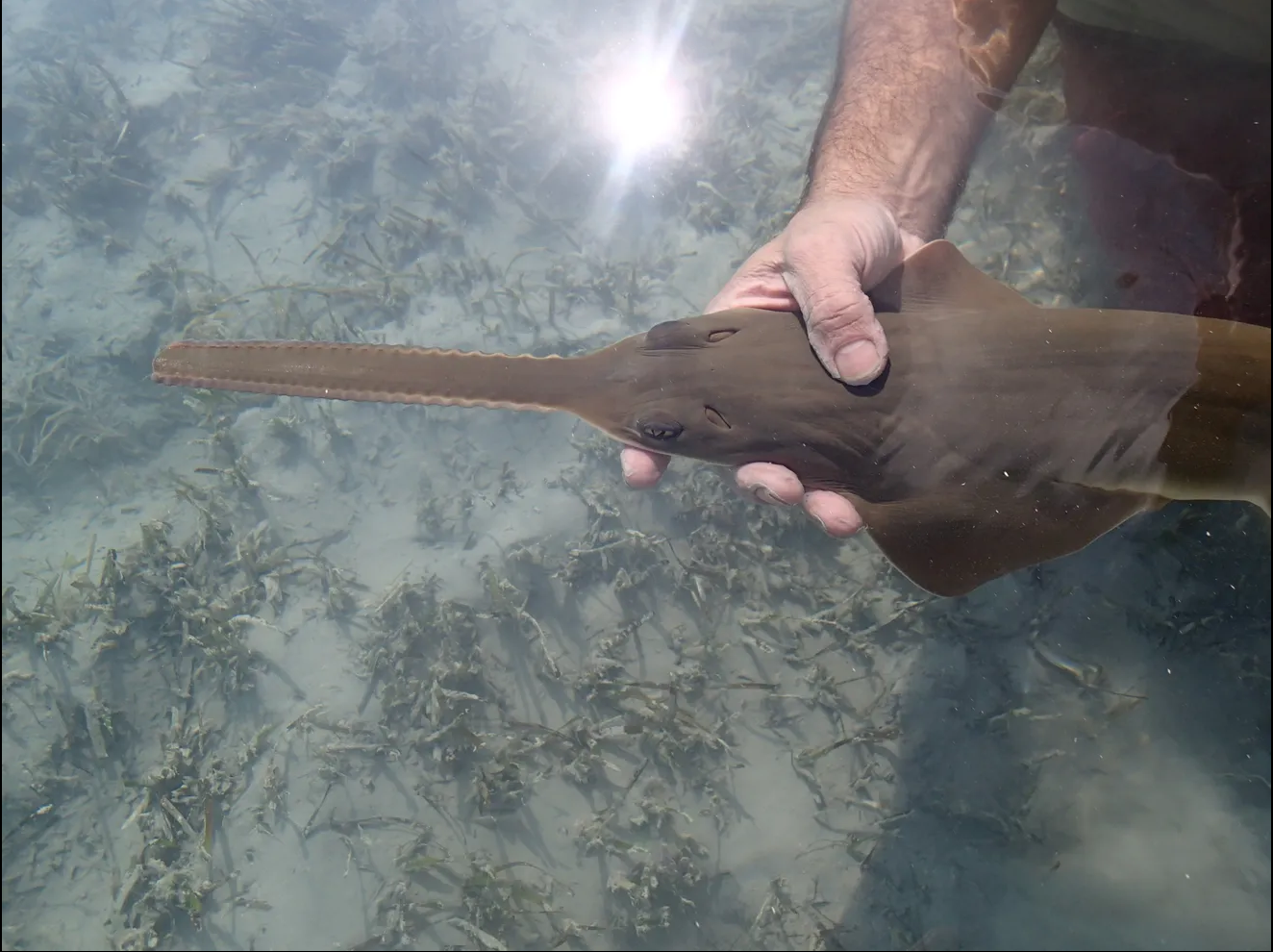 Baby Sawfish