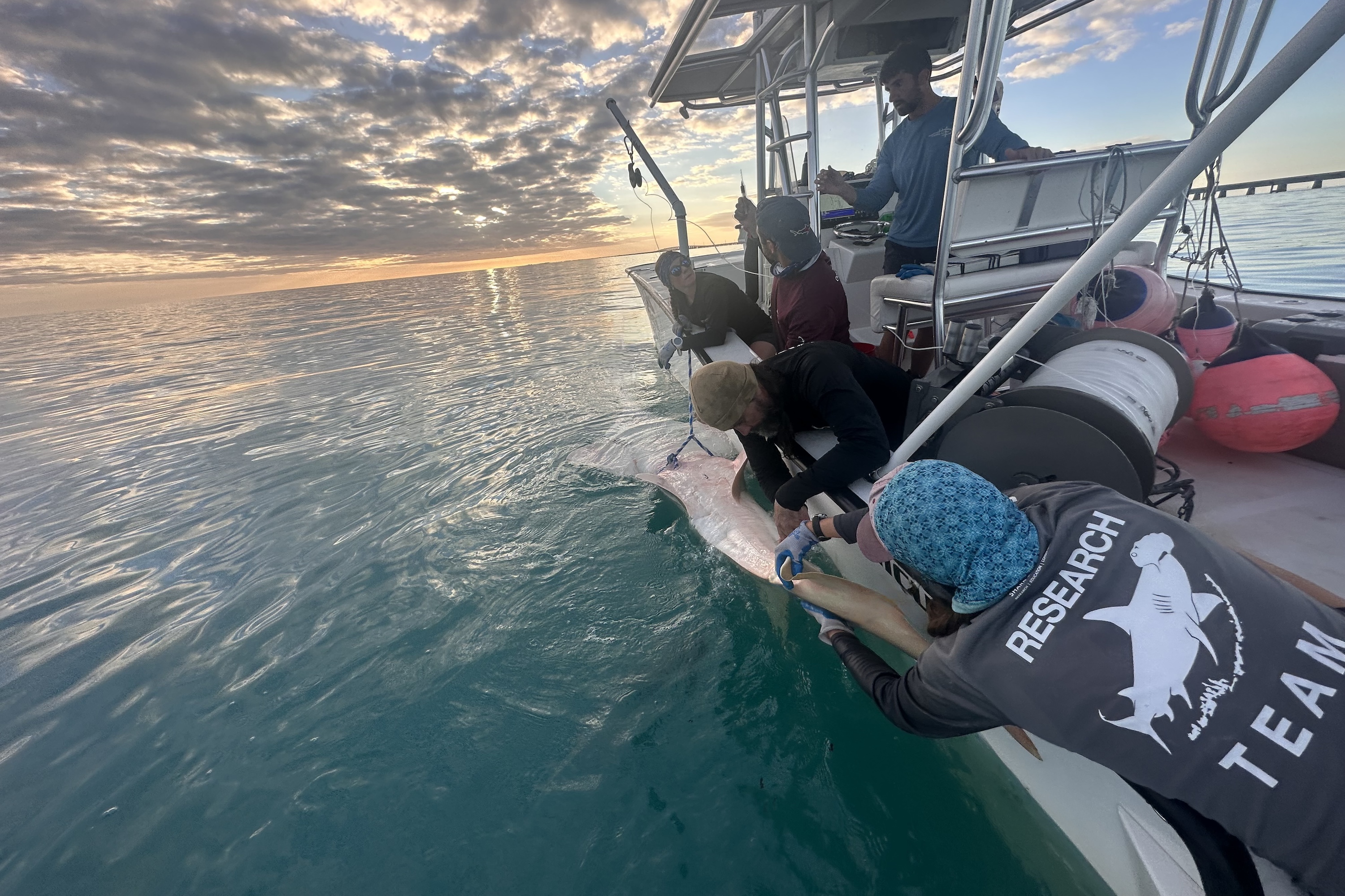 Sunset Sawfish Emma Jackson,FSU 3X2