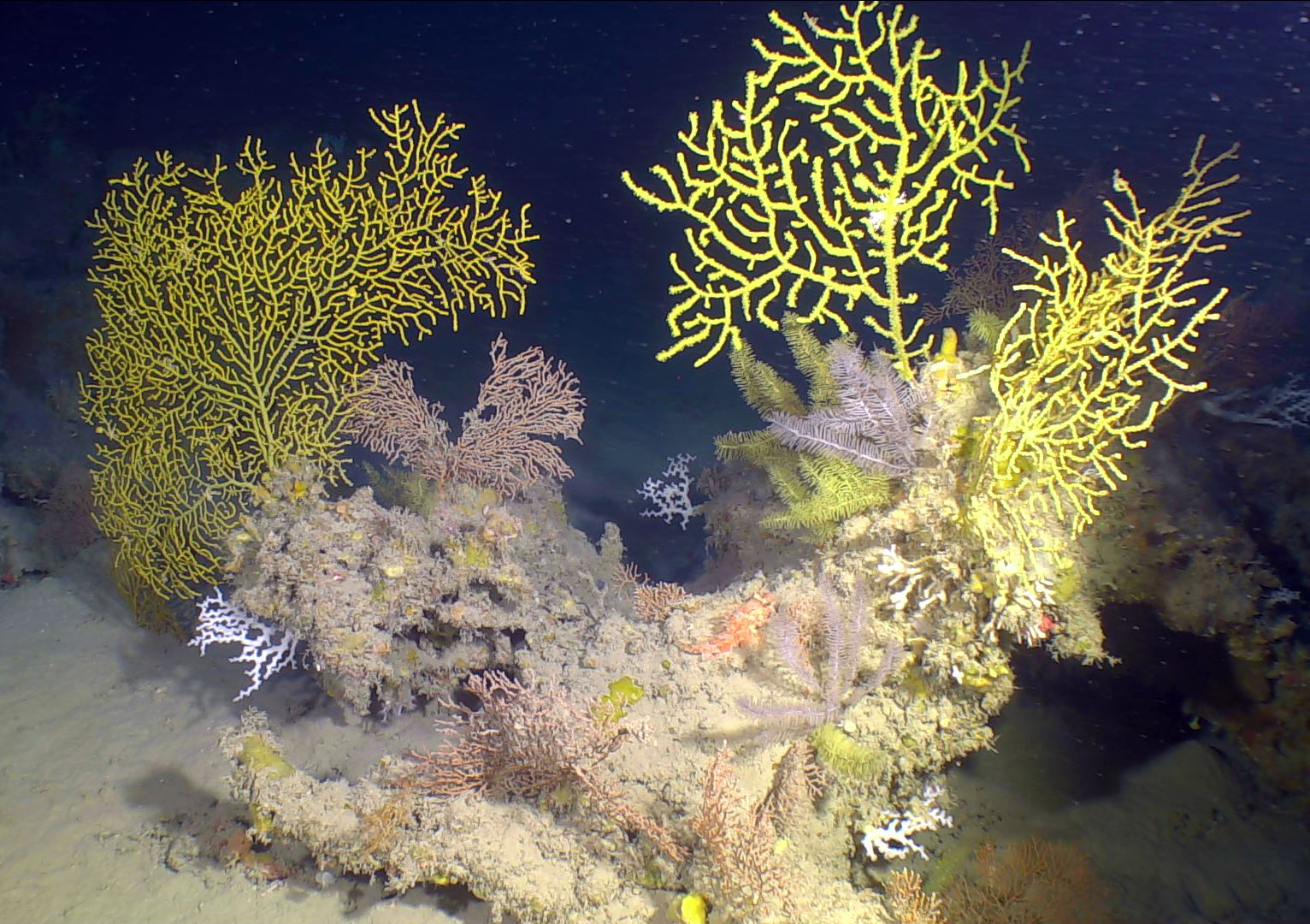 Dive1445 Mohawk 000051
