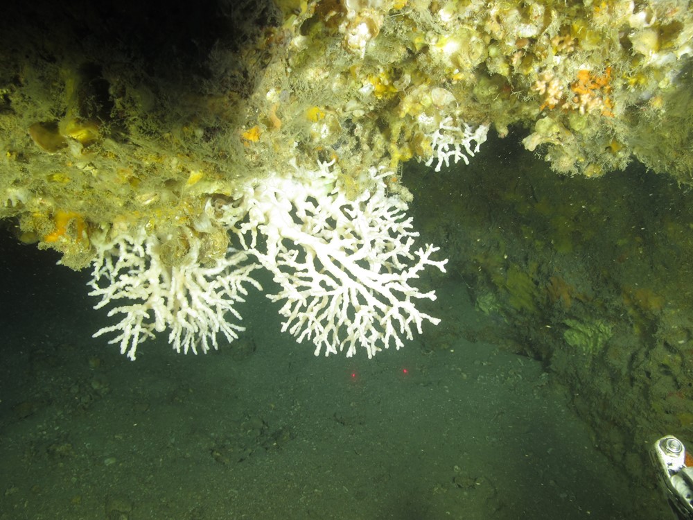 Madracis Myriaster